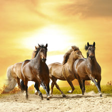 Четверка лошадей