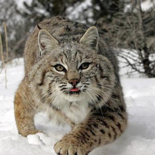 Схема вышивки «рысь»