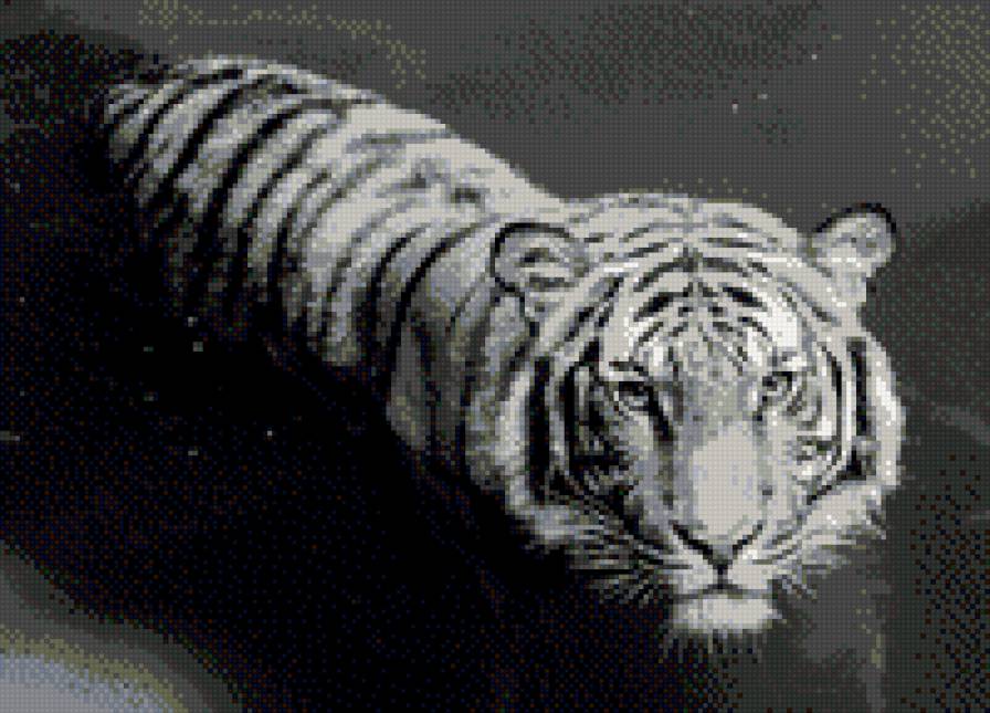 Тигр в воде - вода, тигр, черно белое - предпросмотр