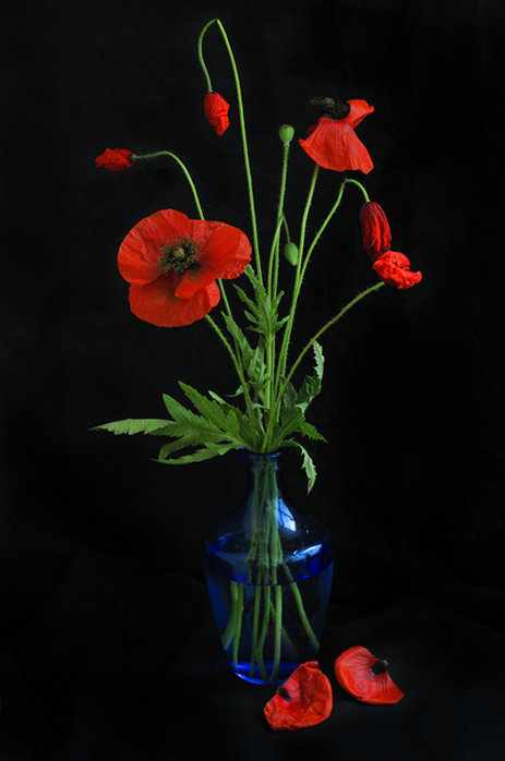 маки в вазе - цветы - оригинал