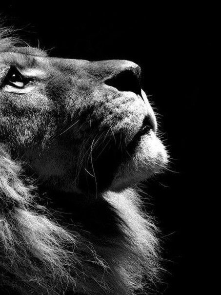 Лев - дикие животные, животные, сила - оригинал