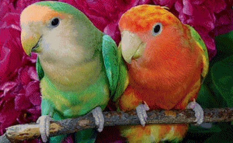 Неразлучники - попугаи, птицы, неразлучники - предпросмотр