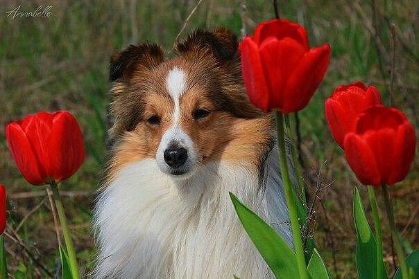 Малыш Шелти - колли, собака - оригинал