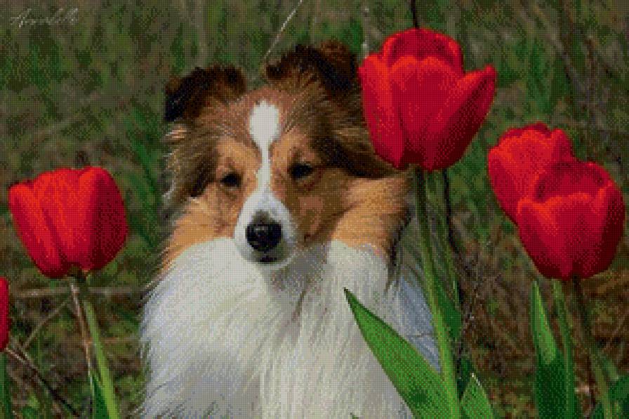 Малыш Шелти - собака, колли - предпросмотр