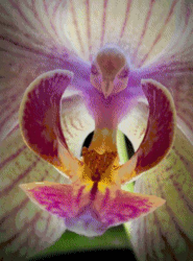 Орхидея-птичка - птичка, цветок, орхидея - предпросмотр