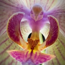 Схема вышивки «Орхидея-птичка»