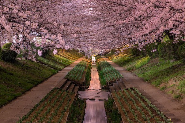 природа японии - япония, природа, деревья. - оригинал