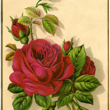 Оригинал схемы вышивки «серия "розы"» (№1031538)