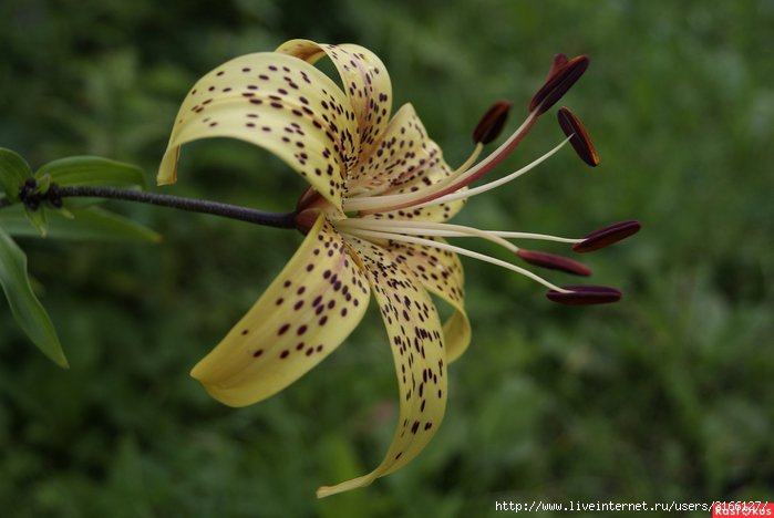 лилия - цветы.лилия - оригинал