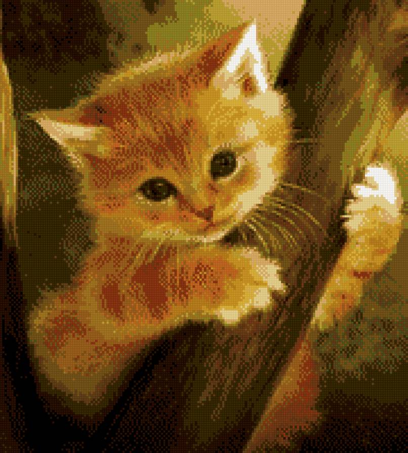 Рыжий котенок - котята - предпросмотр