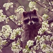 Схема вышивки «№1031711»