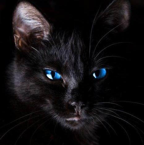 Кошка - кошки, глаза, животные - оригинал