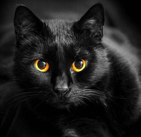 Кошка 2 - животные, глаза, кошки - оригинал