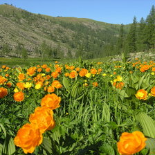 Схема вышивки «громатуха»