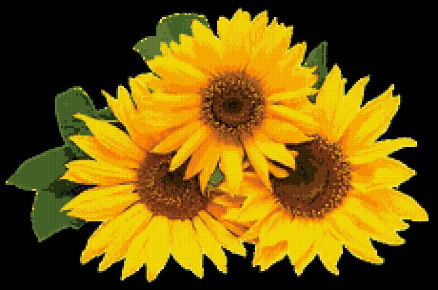 подсолнух - предпросмотр