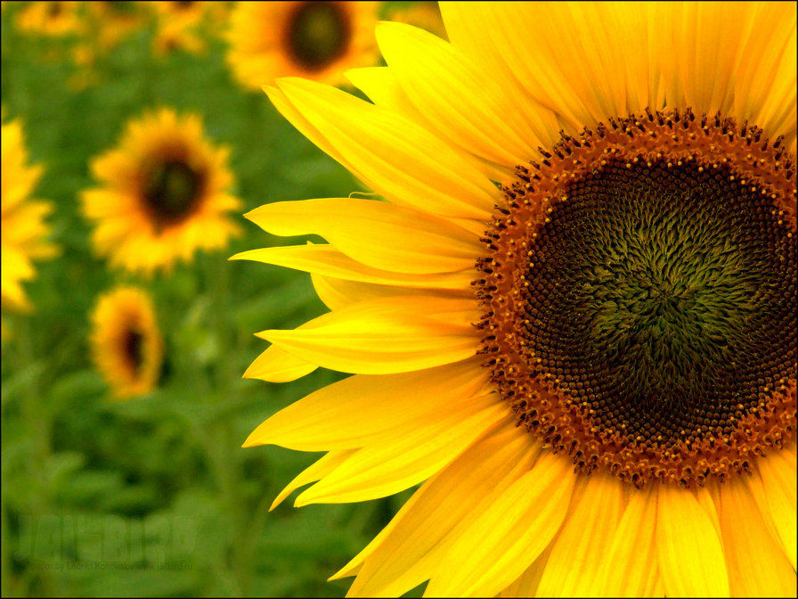 подсолнух - оригинал