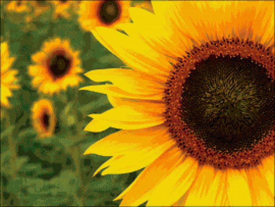 подсолнух - предпросмотр