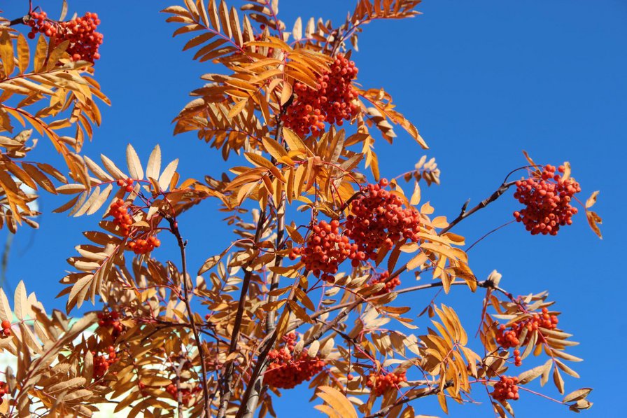 Костер осенний - осень, рябина - оригинал