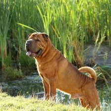 Схема вышивки «шарпей дядя СЭМ»