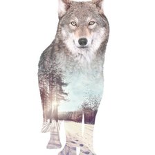 Оригинал схемы вышивки «Волк» (№1033906)