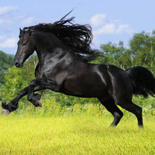 Бегущая черная лошадь