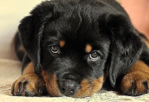 №1034047 - собака, щенок - оригинал