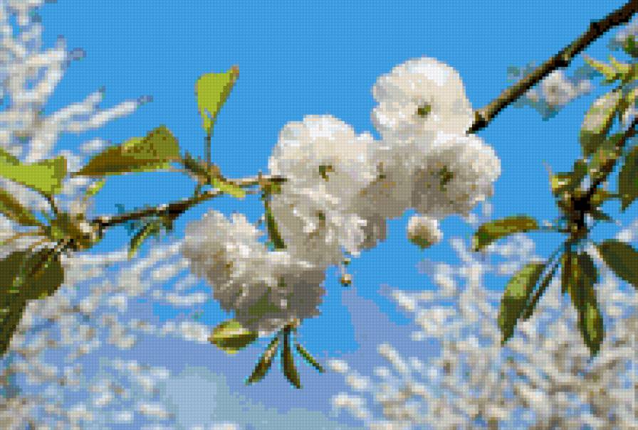 Ветка сакуры - вышивка крестиком, вышивка, ветка сакуры - предпросмотр