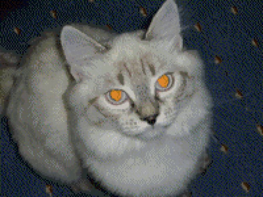 дуся - предпросмотр