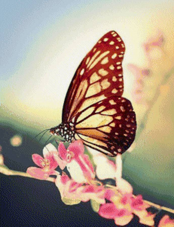 Бабочка - бабочки, насекомые - предпросмотр