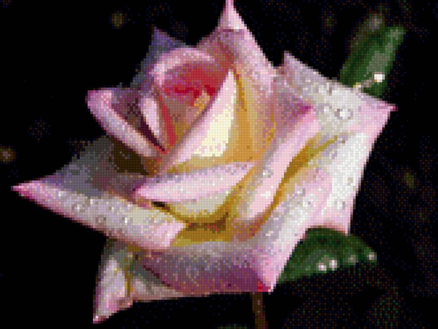 роза. - цветок - предпросмотр