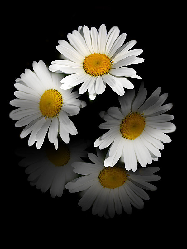 ромашечки - оригинал