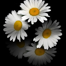 Схема вышивки «ромашечки»