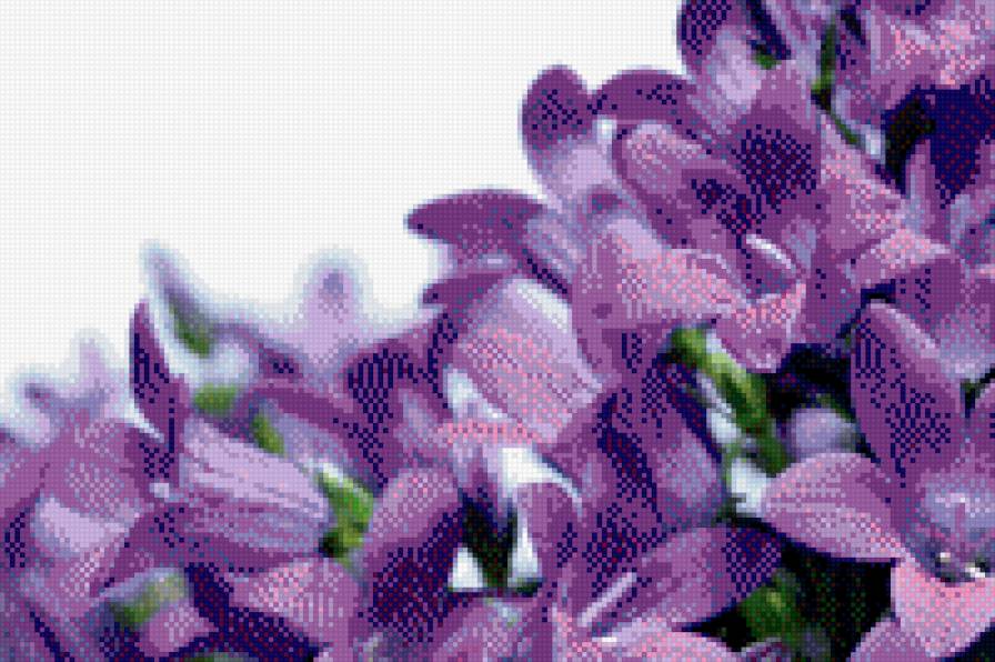 Фиолетовое поле - цветы - предпросмотр