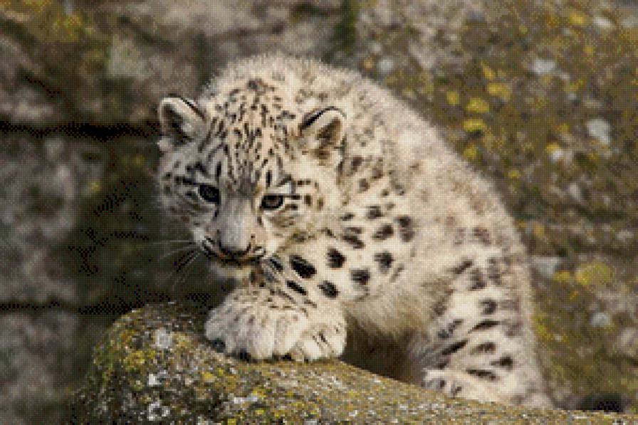 Снежный барс - барс детеныш - предпросмотр