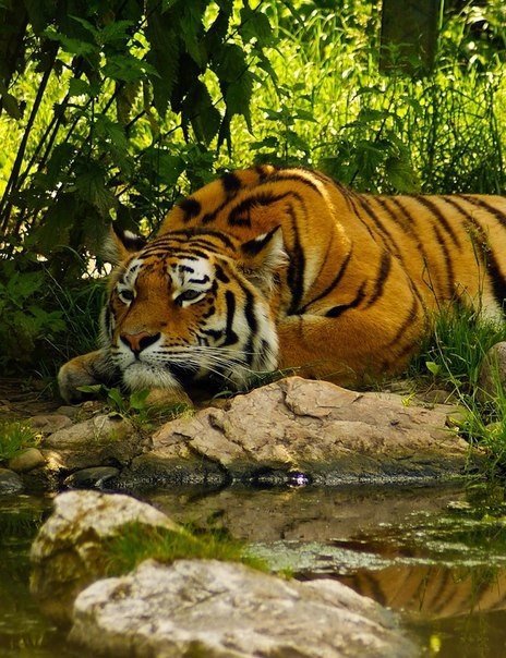 Тигруля - тигр, животные, дикие животные - оригинал