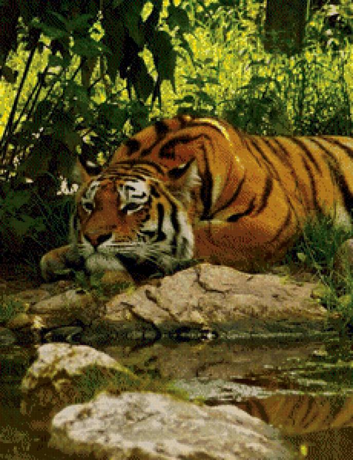 Тигруля - дикие животные, тигр, животные - предпросмотр