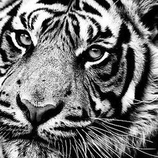 монохром тигр