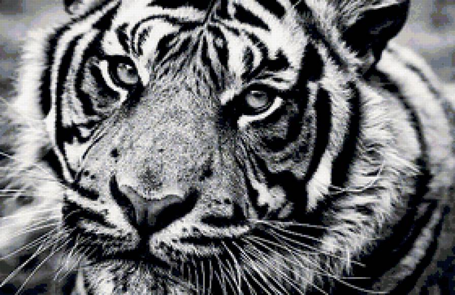 монохром тигр - дикая кошка, тигр, тиграша, большая кошка, кошка, черно-белый - предпросмотр