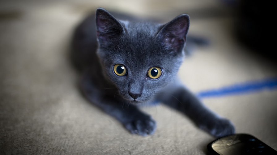 Серый котейка - милота, котенок, кот, малыш, маленький - оригинал