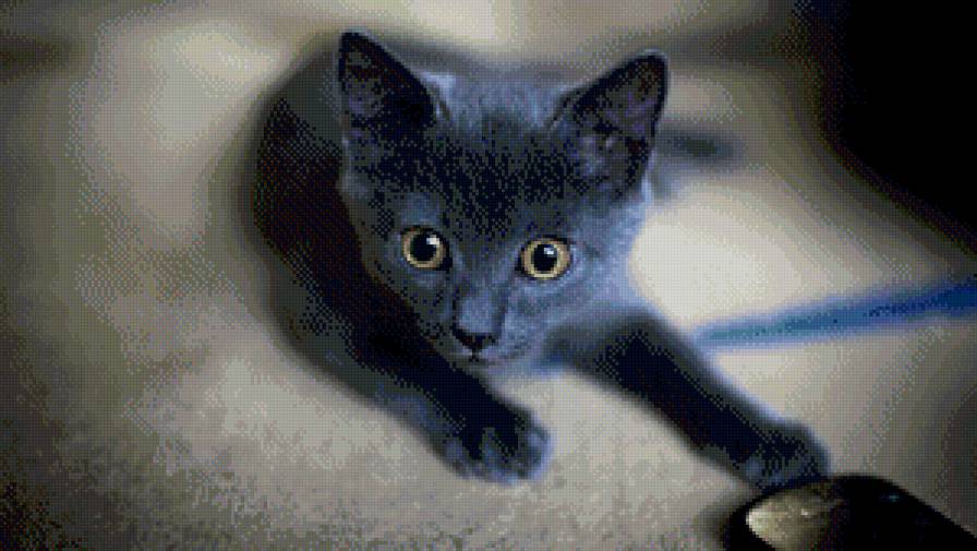Серый котейка - котенок, маленький, милота, малыш, кот - предпросмотр