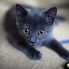 Серый котейка