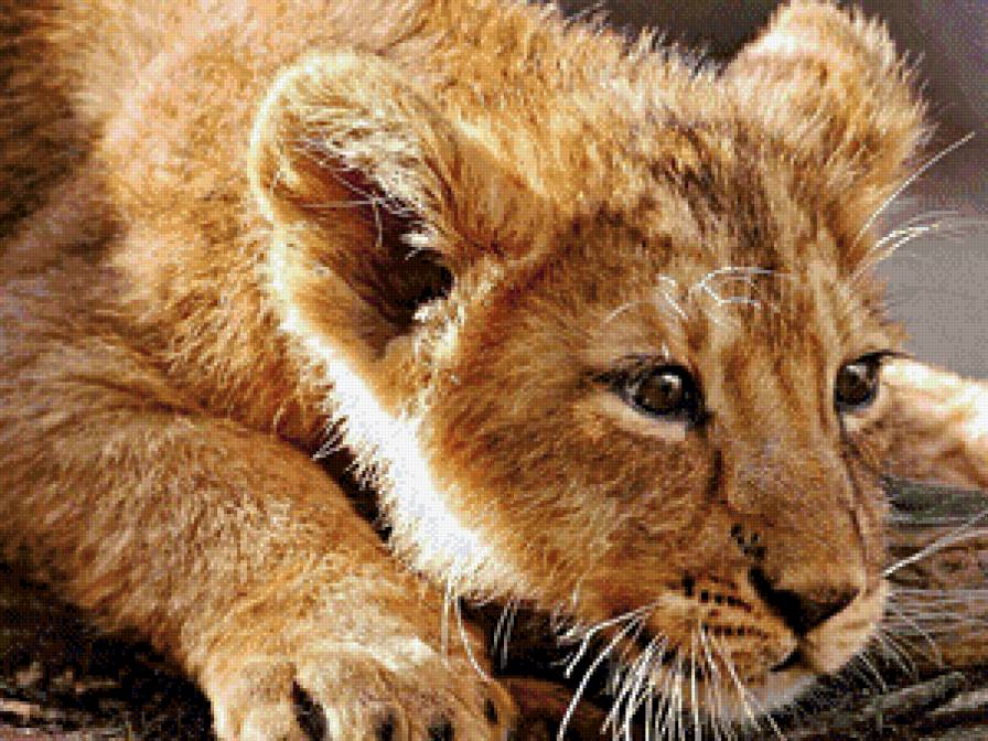 Тигренок - дикие животные - предпросмотр