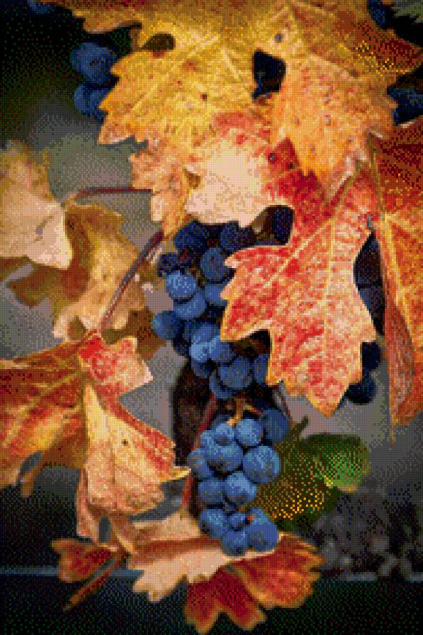 куст винограда - предпросмотр