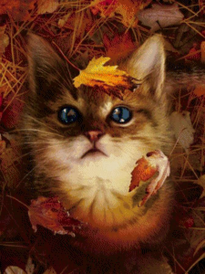 Осенний котенок - домашние животные, животные, кошки - предпросмотр