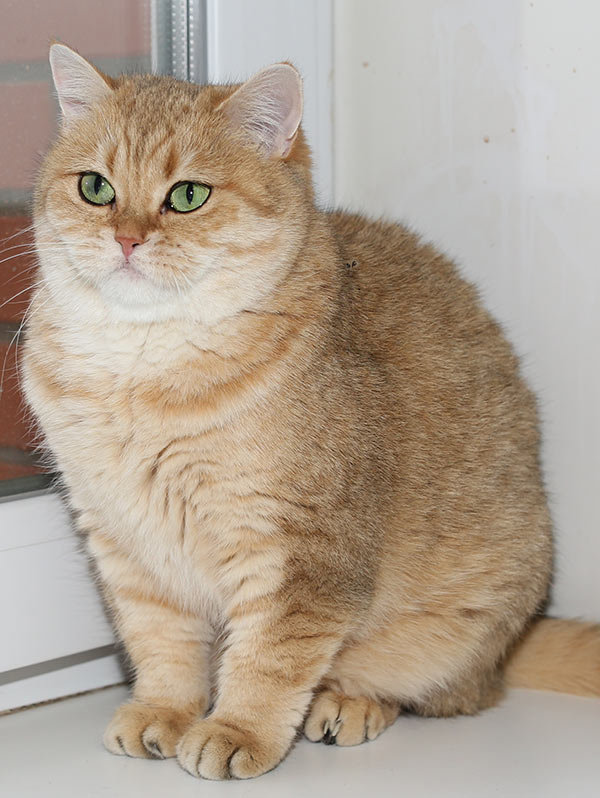 Котик - котик - оригинал