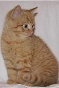 Котенок - котенок - оригинал