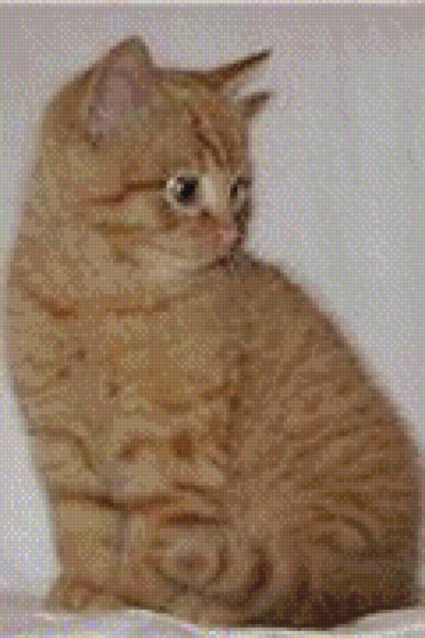 Котенок - котенок - предпросмотр