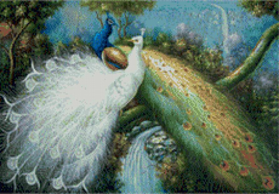 Павлины - птицы - предпросмотр