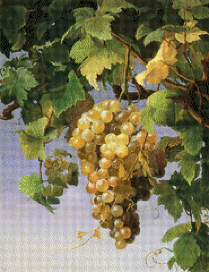 виноград - фрукты - предпросмотр