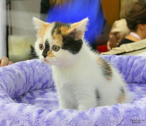 №1038643 - оригинал